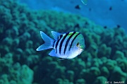 Abudefduf vaigiensis Sergent major Indien-Safaga Gamul kebir-13m-20171120-Denis-ADER-DSC_2985_tn